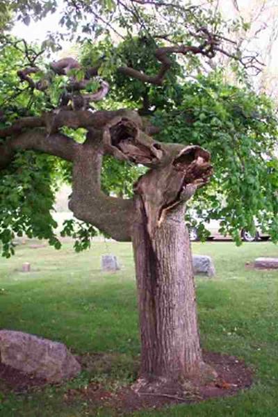 Camperdown Elms 2